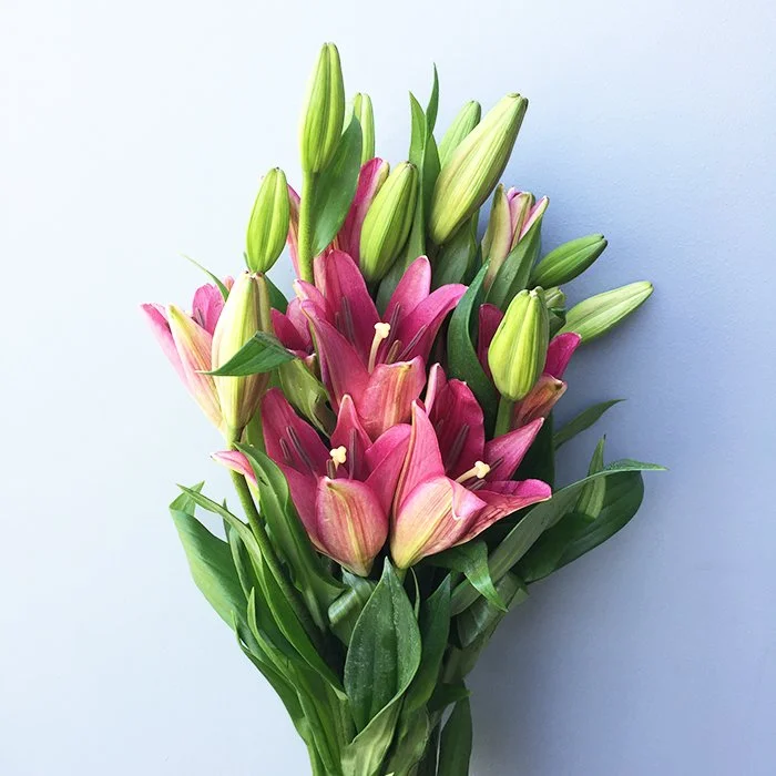 LILY Surfside | Zabo Plant